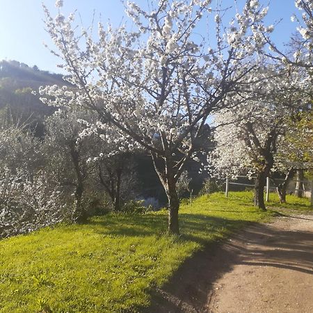 Villa Quinta Dos Carvalhos The Wine House Farm In Center Of Lamego - Capital Of The Douro Exterior foto
